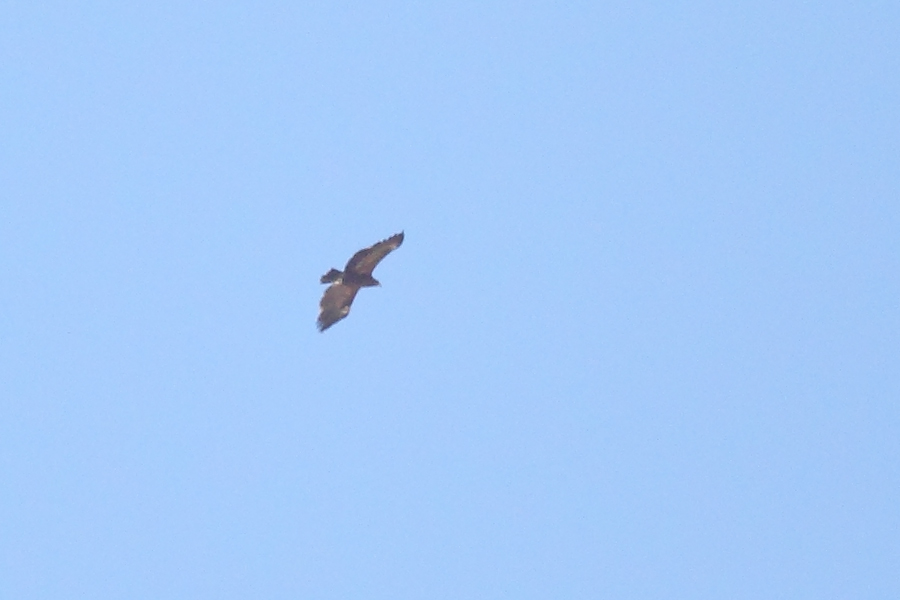 Steppe Eagle
