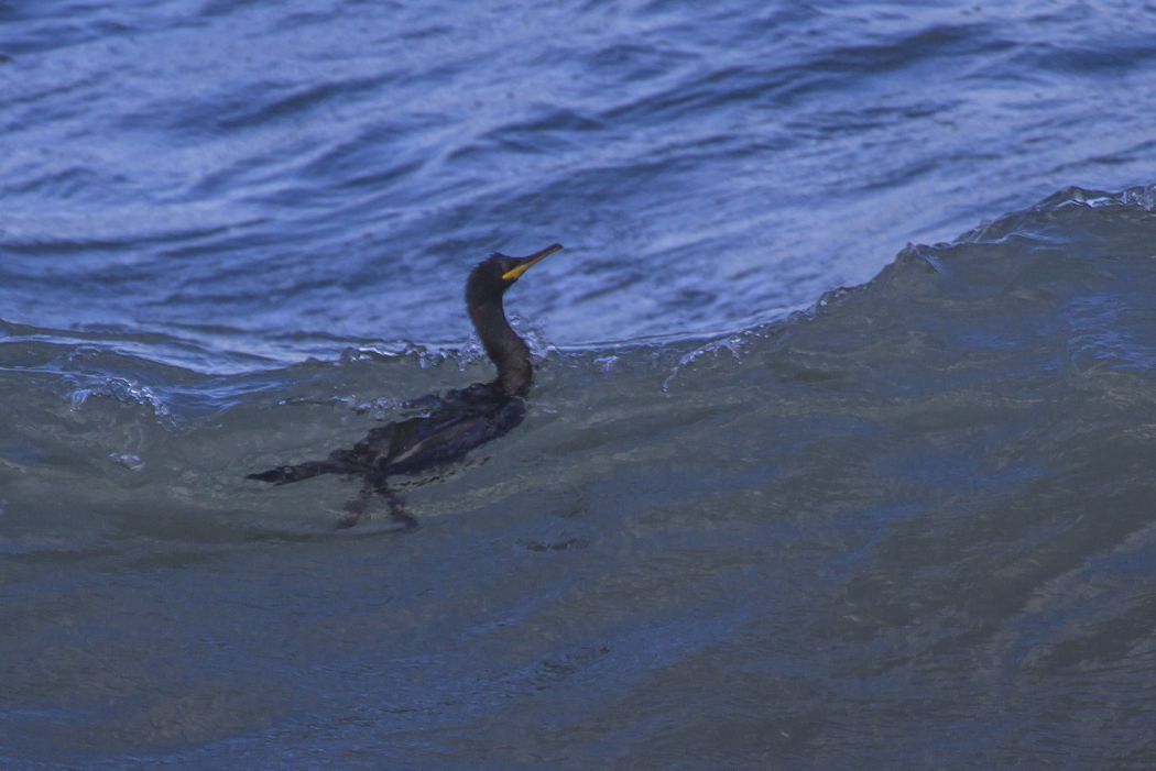 European Shag