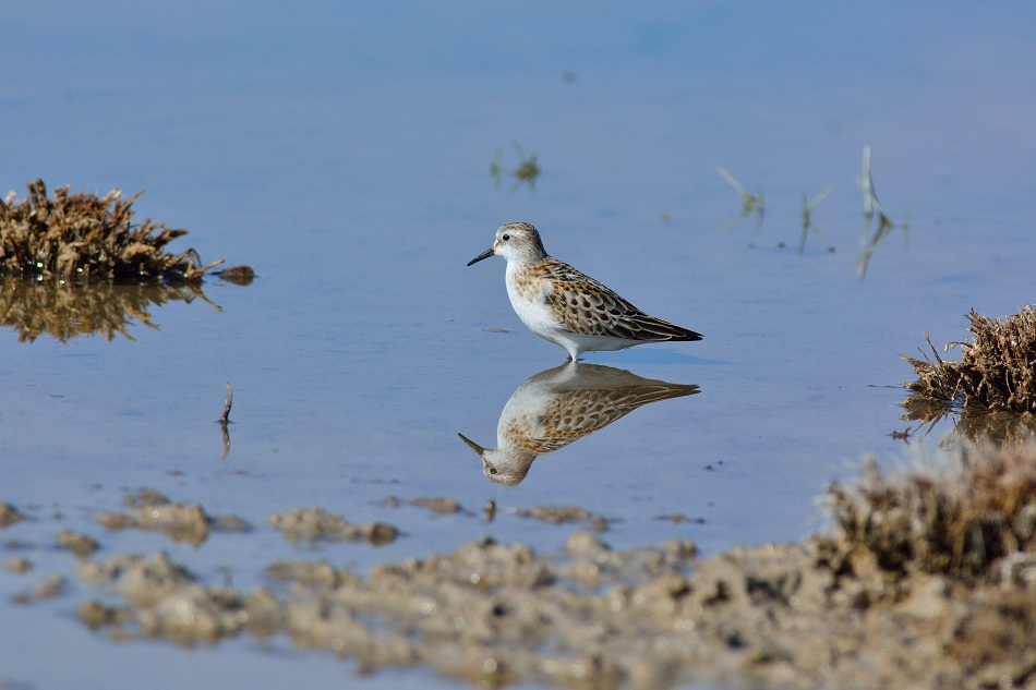 Little Stint