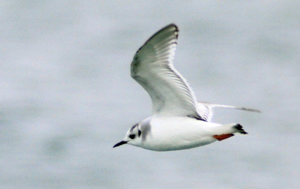 Little Gull
