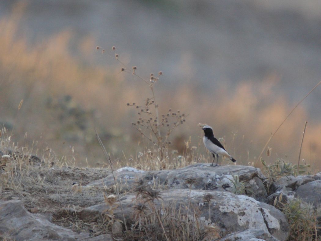 Finsch`s Wheatear