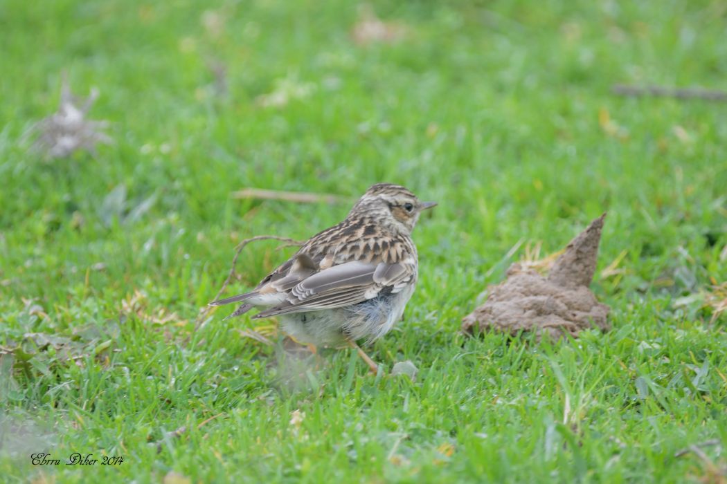 Woodlark