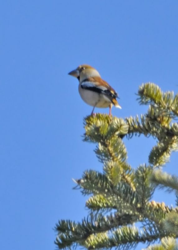 Hawfinch