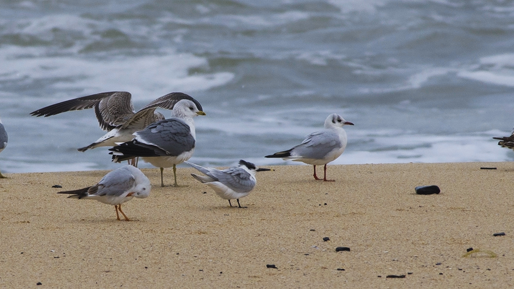 Common Gull