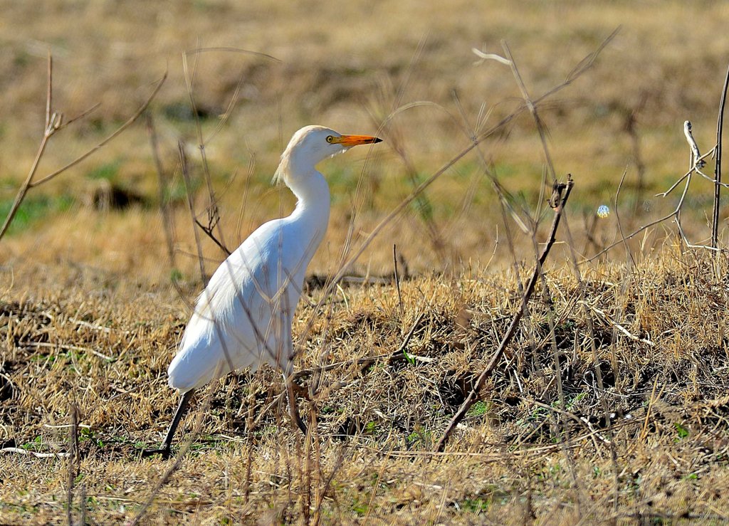 Western Cattle Egret