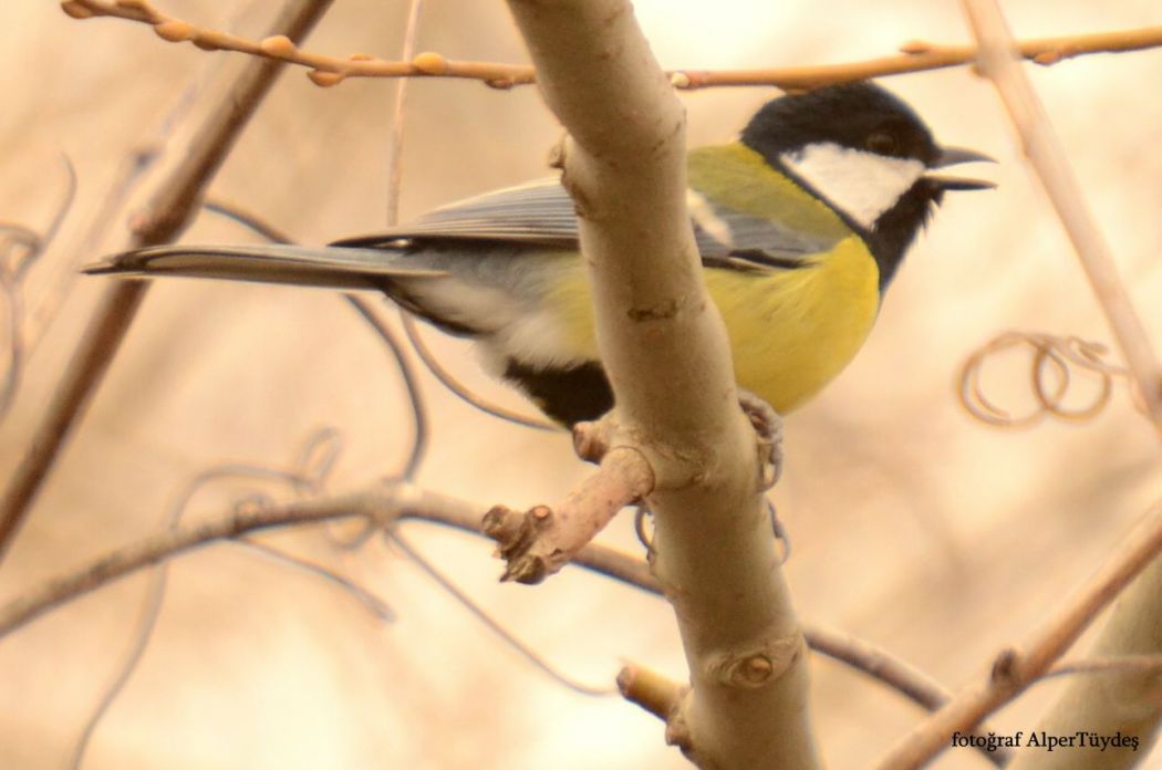 Great Tit