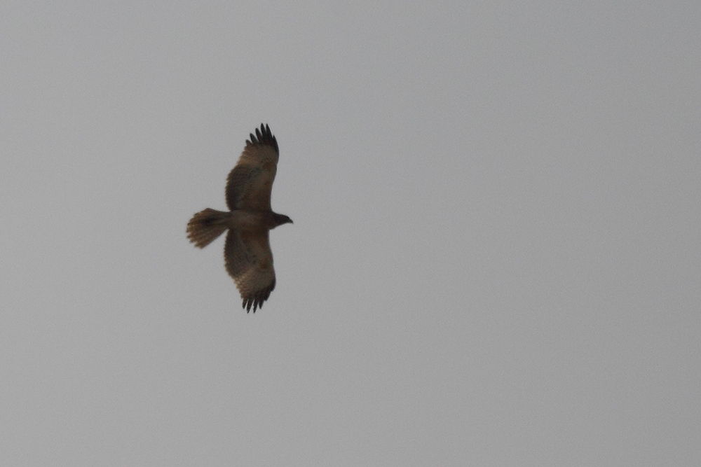 Bonelli`s Eagle