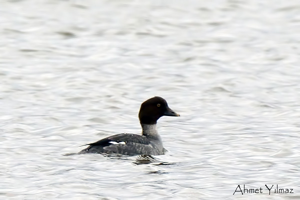 Common Goldeneye