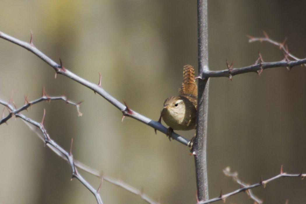 Eurasian Wren