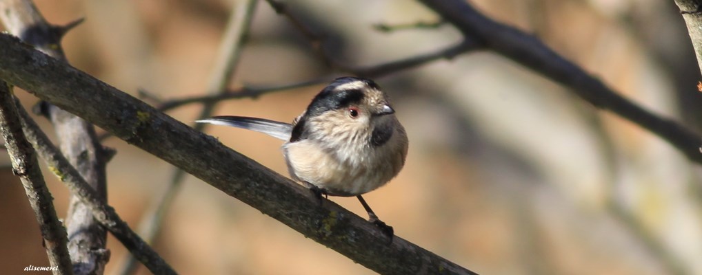 Long-tailed Tit