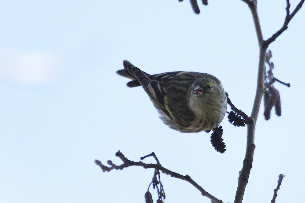 Eurasian Siskin