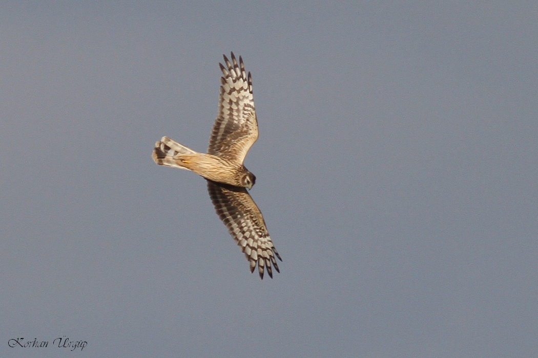 Hen Harrier
