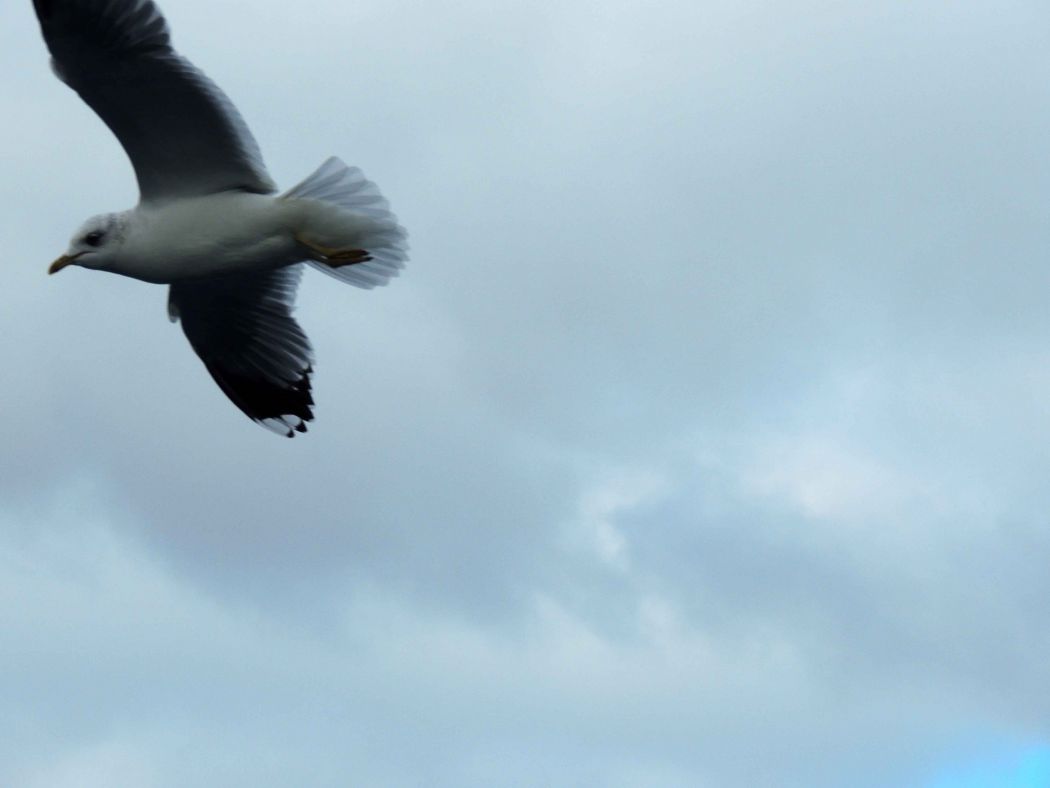 Common Gull