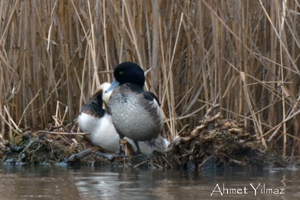 Greater Scaup