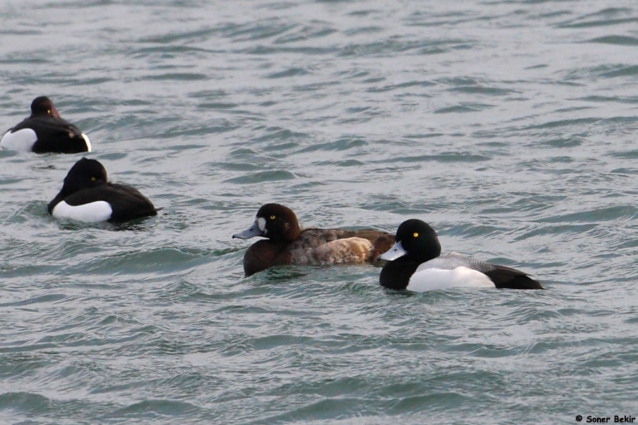 Greater Scaup