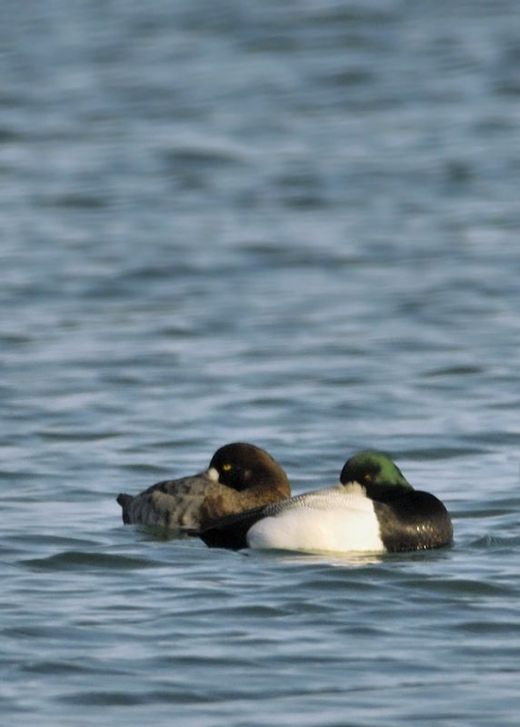 Greater Scaup