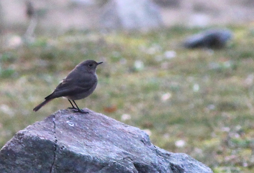 Kara Kızılkuyruk