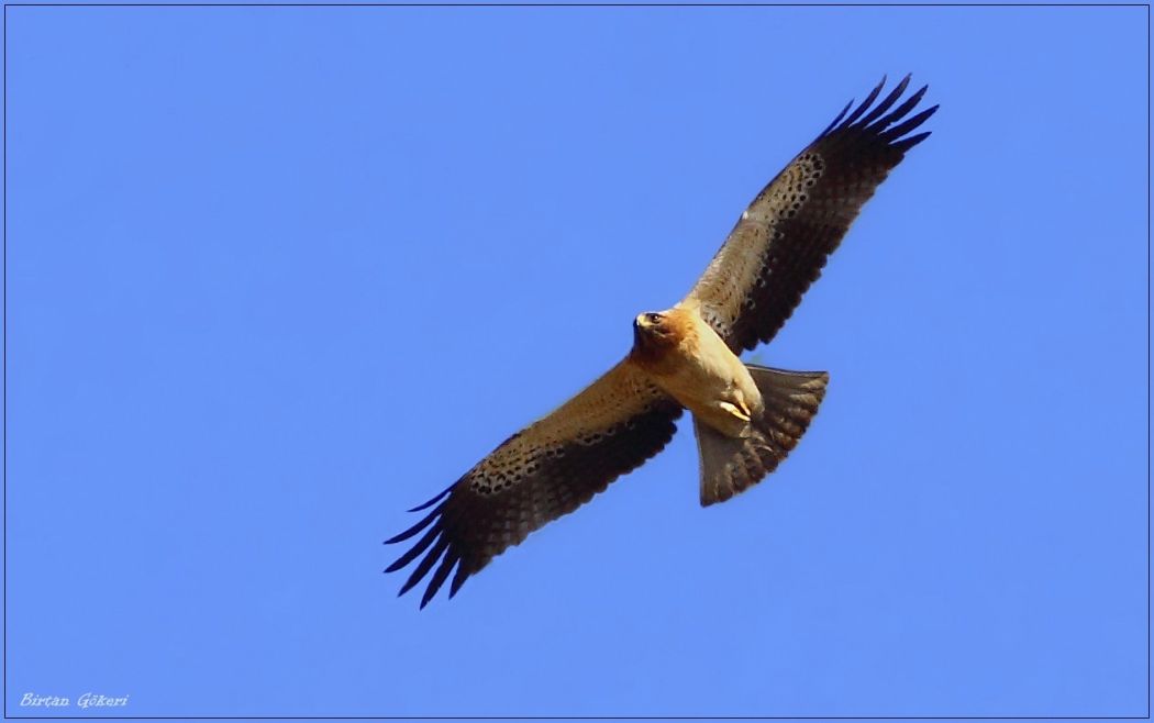 Küçük Kartal