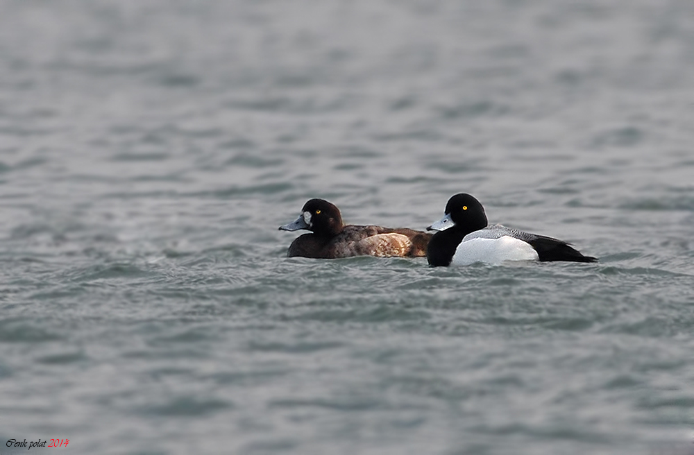 Greater Scaup