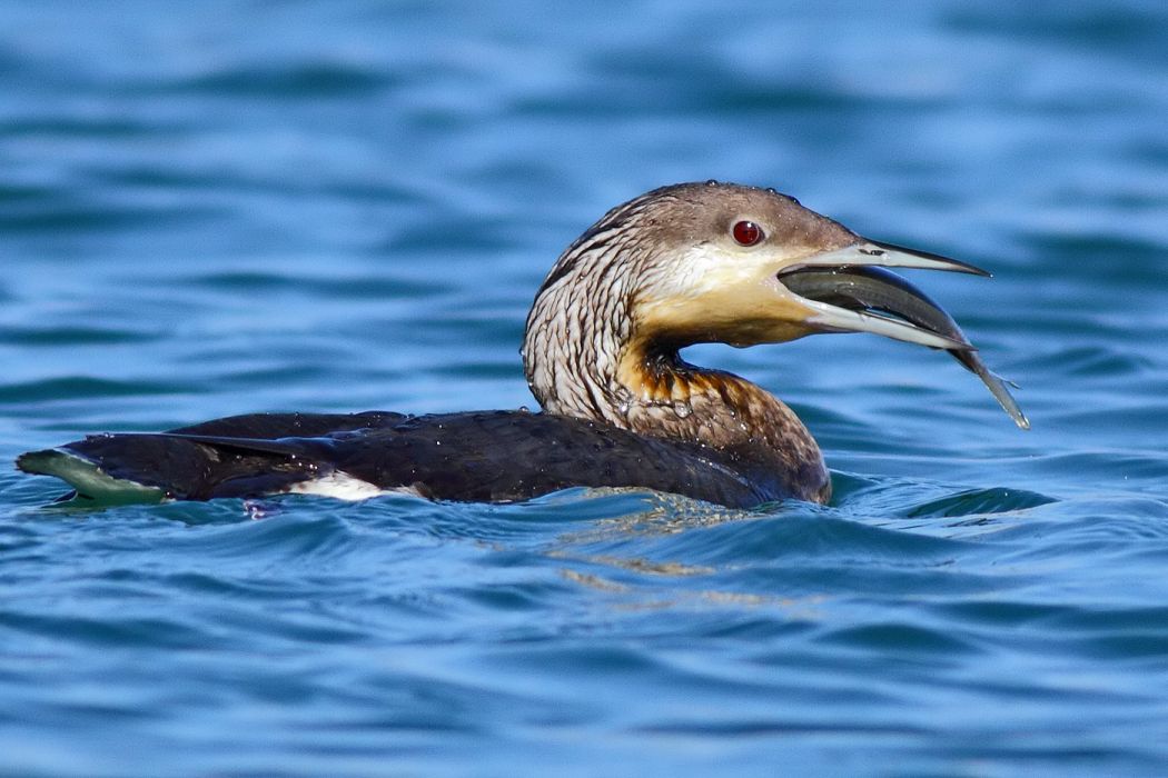 Black-throated Loon