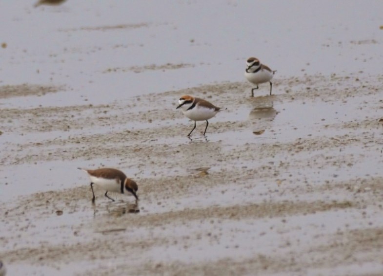 Kentish Plover