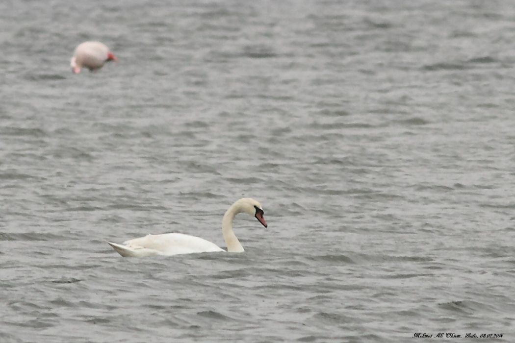 Mute Swan