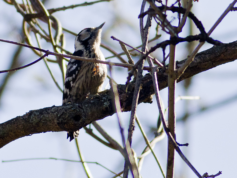 Lesser Spotted Woodpecker