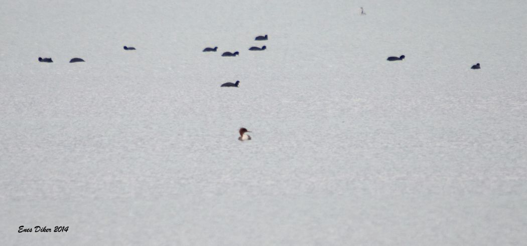 Red-breasted Merganser