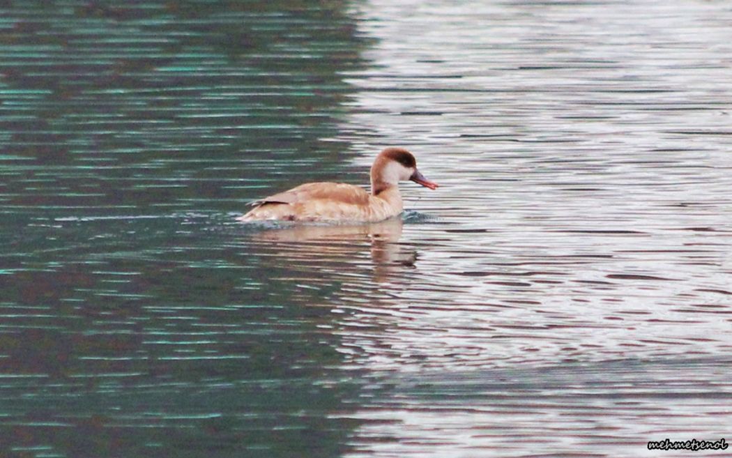Red-crested Pochard