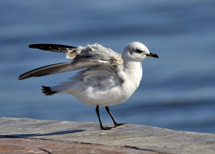 Mediterranean Gull