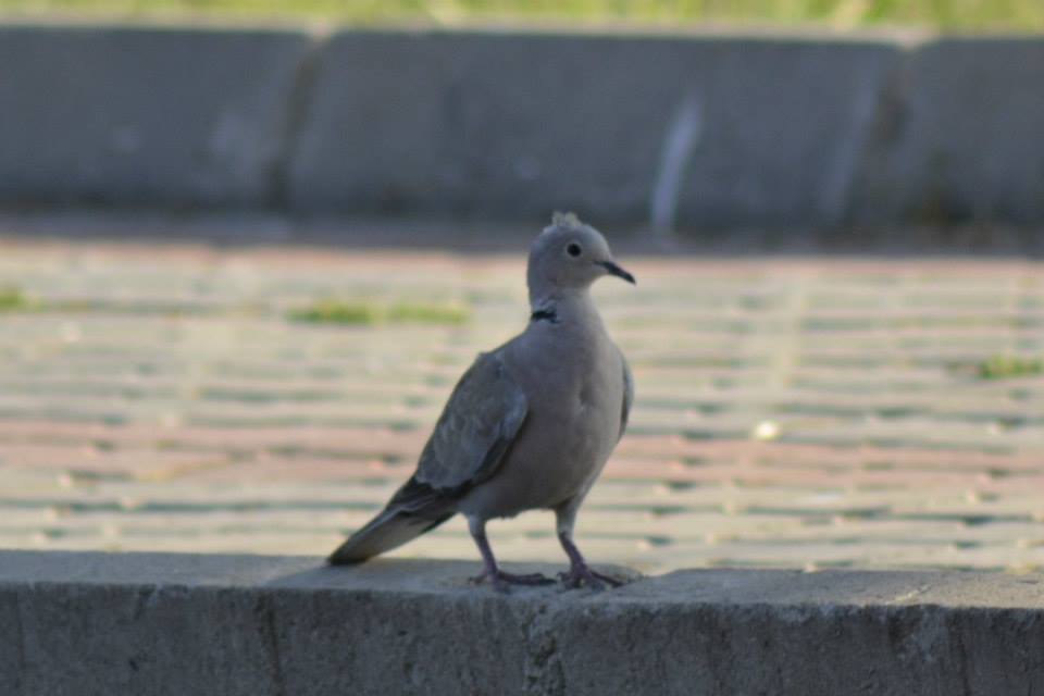 Eurasian Collared Dove