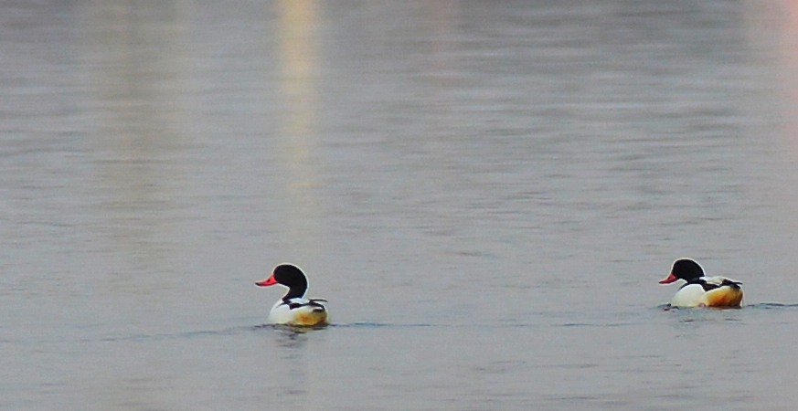 Common Shelduck