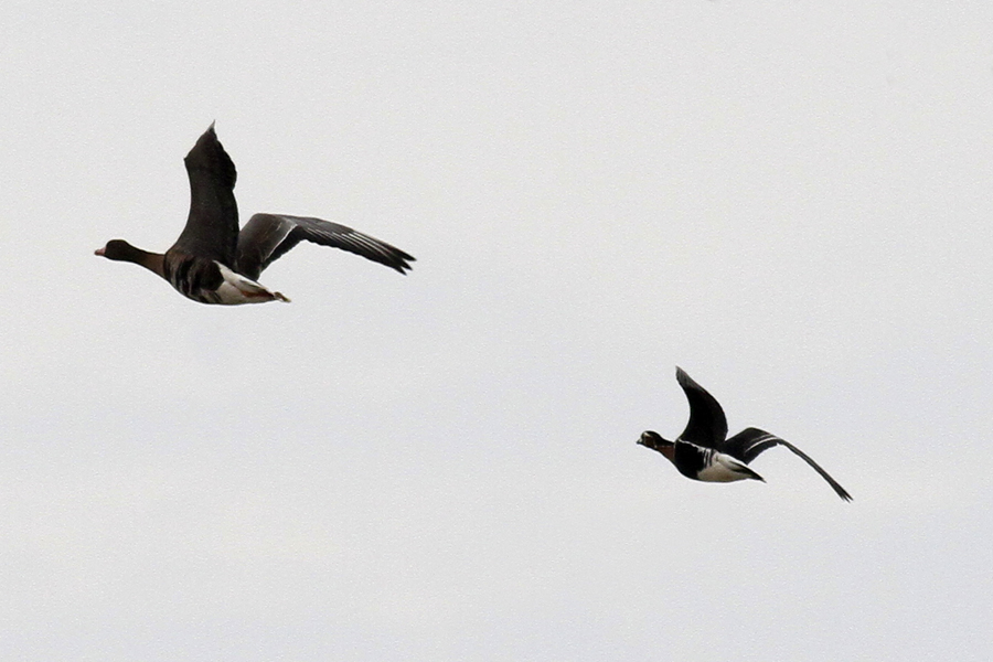 Red-breasted Goose