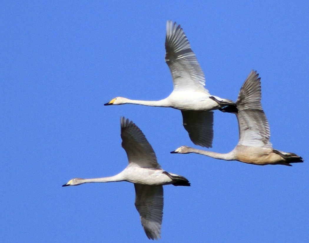 Whooper Swan
