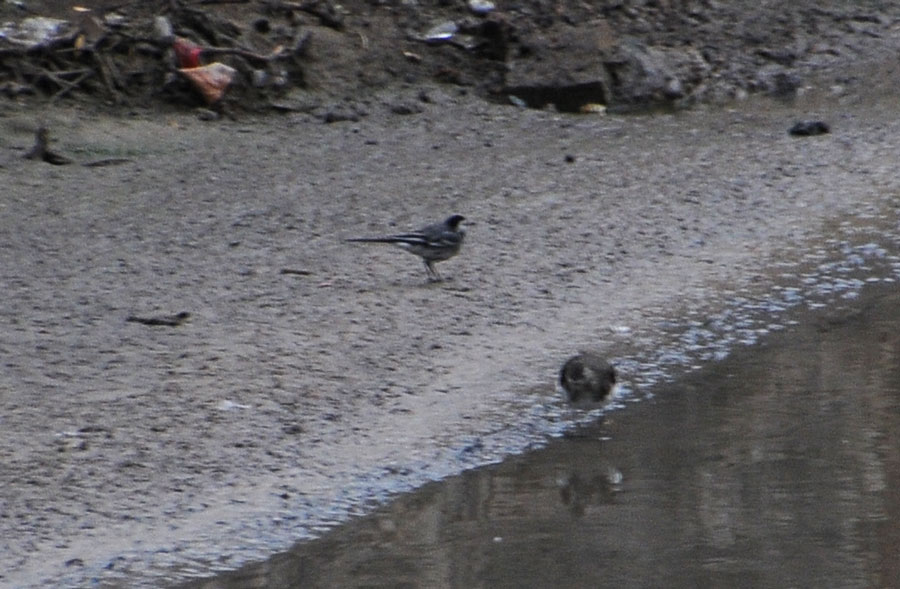 White Wagtail