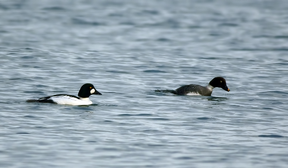 Common Goldeneye
