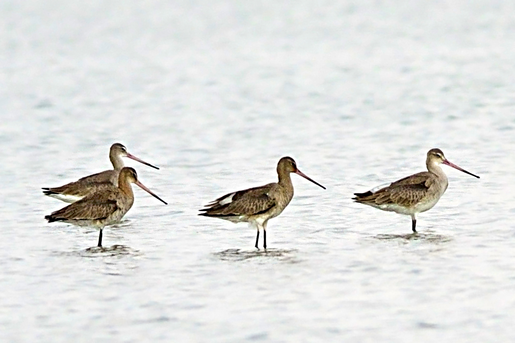 Black-tailed Godwit