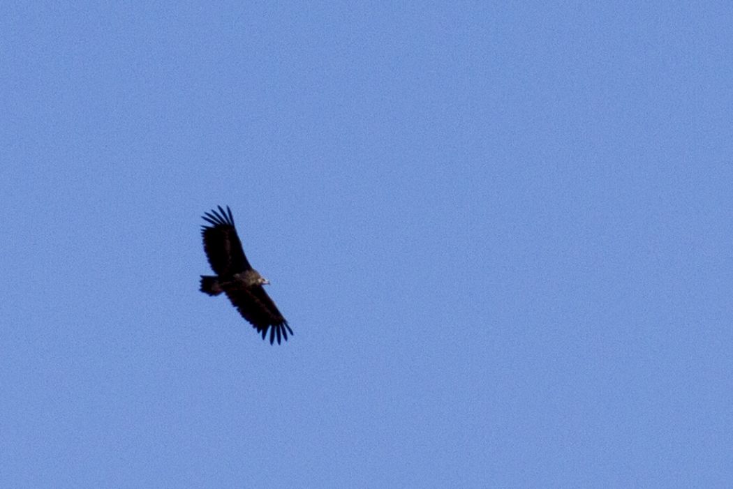 Cinereous Vulture