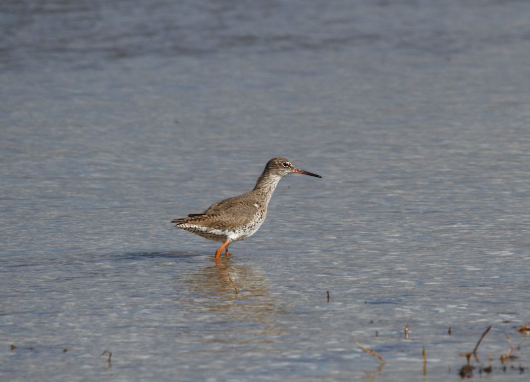 Common Redshank