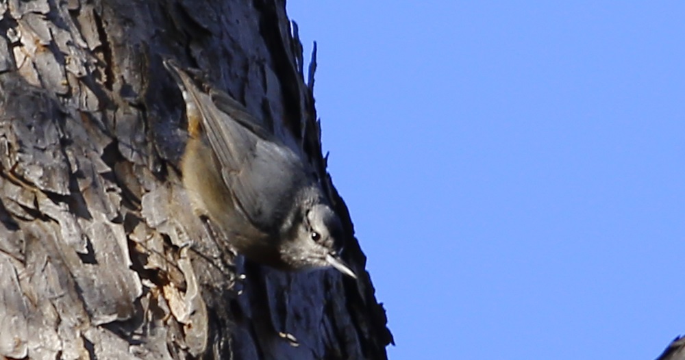Krüper`s Nuthatch