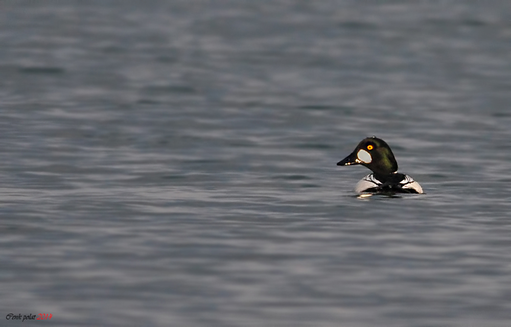 Common Goldeneye