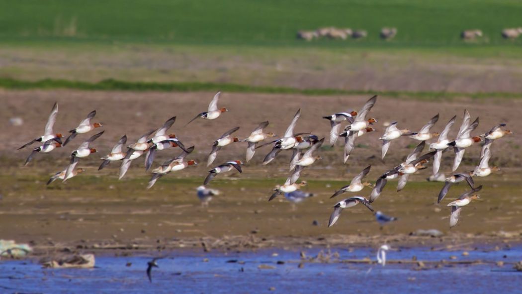 Eurasian Wigeon