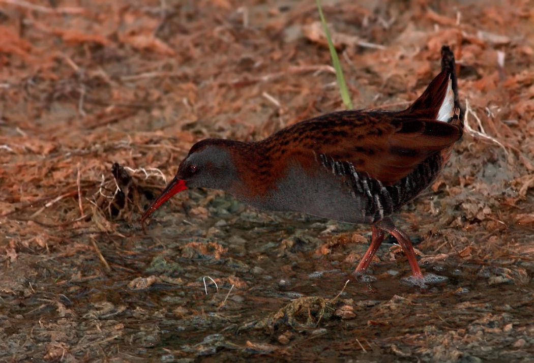 Water Rail