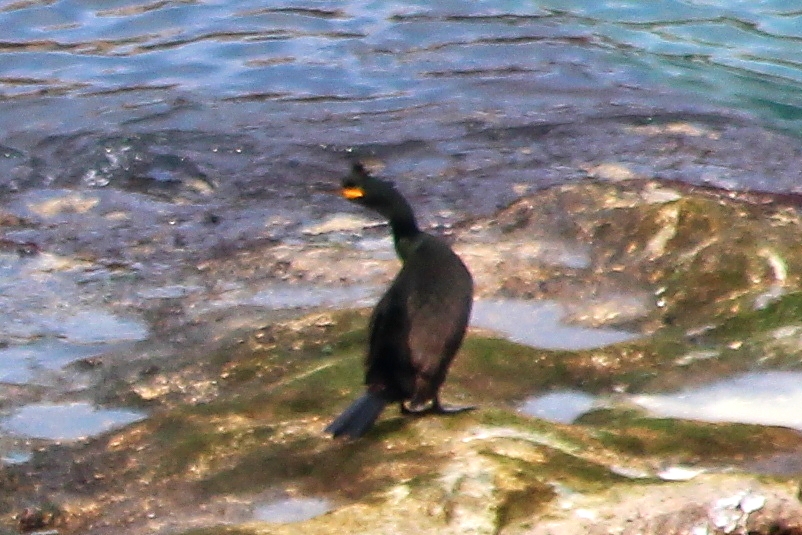 European Shag