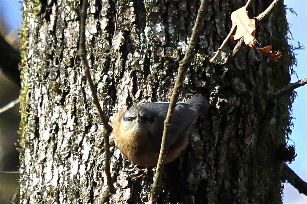 Eurasian Nuthatch