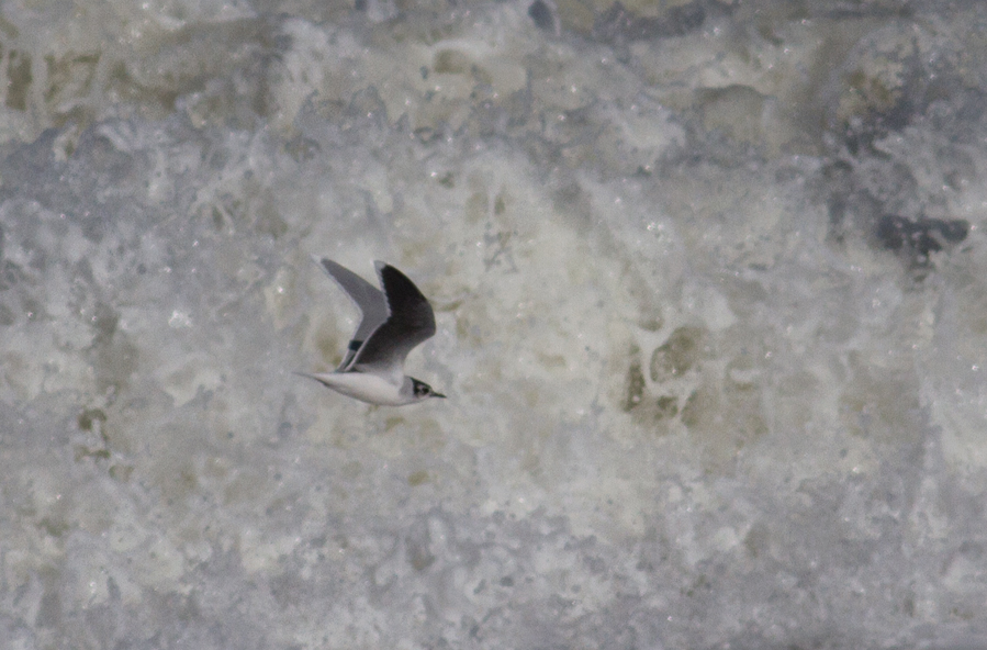 Little Gull