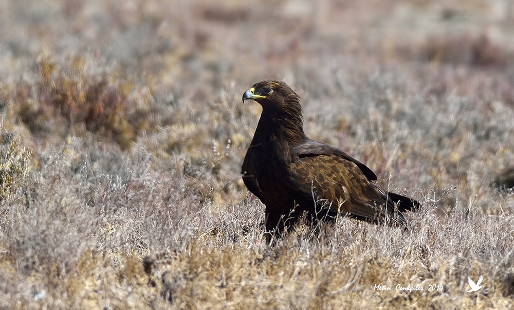 Greater Spotted Eagle