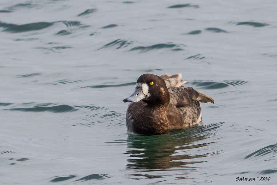 Greater Scaup