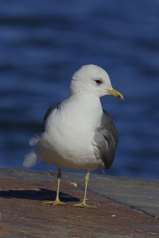 Common Gull
