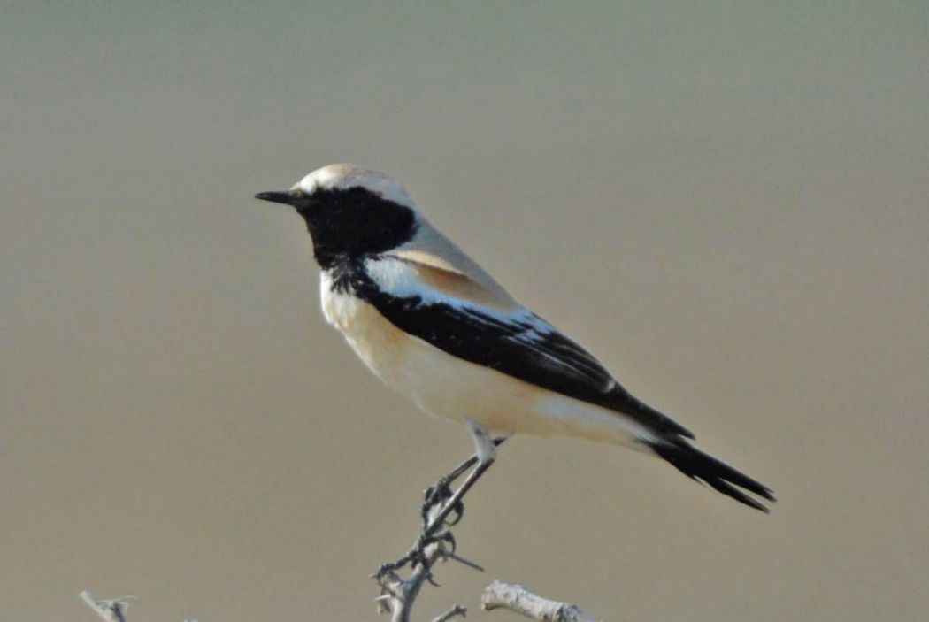 Desert Wheatear